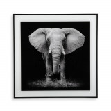 Tablou decorativ din sticla Elephant, Versa, 50x50 cm