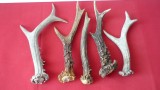 MANERE PENTRU CUTIT DIN CORN LOT DE 5 BUC. (LOT &quot;C&quot;)
