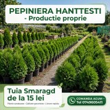 Tuia pentru gard viu