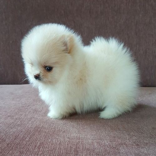 Pomeranian Boo Okazii Ro