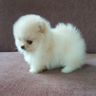 Pomeranian boo foto