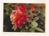 FA72-Carte Postala- RUSIA - Pravda, Rose, necirculata 1965