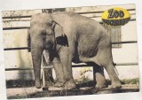 bnk cp Zoo Bucuresti - Elefant asiatic - necirculata