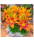 Crin, Lilium Tiny Parrot&reg;,10/12,Portocaliu-Rosu, 1 bulb