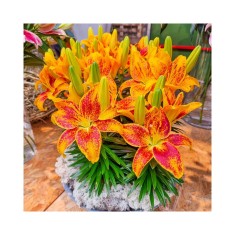 Crin, Lilium Tiny Parrot&reg;,10/12,Portocaliu-Rosu, 1 bulb