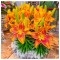 Crin, Lilium Tiny Parrot&reg;,10/12,Portocaliu-Rosu, 1 bulb