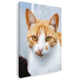 Tablou pisica portocalie cu alb Tablou canvas pe panza CU RAMA 60x90 cm