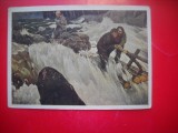 HOPCT 23831 PLUTASII- 1961-KORNEEV B V - RUSIA --MUZEE - CP PICTURA --NECIRCULATAMUNTII