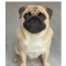 Carlino (Pug)