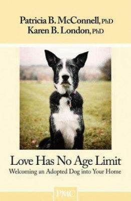 Love Has No Age Limit: Welcoming an Adopted Dog Into Your Home foto