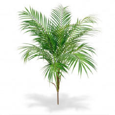 Areca palmier tufa H80 foto