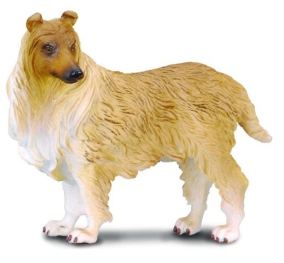 Collie cu par sarmos l collecta foto
