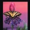 I&#039;d Rather Be a Hyacinth