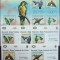 REP.BURUNDI - PAPAGALI-1 M/SH.+ 1 S/SH.+ 5 S/Sh.DL-MNH** - RBU 118A