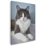 Tablou pisica alba cu gri Tablou canvas pe panza CU RAMA 20x30 cm