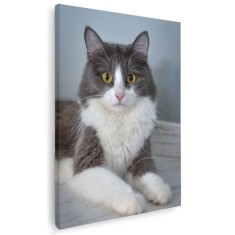Tablou pisica alba cu gri Tablou canvas pe panza CU RAMA 20x30 cm