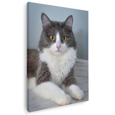 Tablou pisica alba cu gri Tablou canvas pe panza CU RAMA 60x80 cm foto