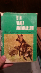 DIN VIATA ANIMALELOR-HUGO SI JANE VAN LAWICK-GOODALL foto