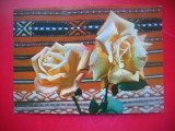 HOPCT 25098 -TRANDAFIRI FLORI -FELICITARE ANIVERSARA -CP VECHE -IP--INTREG POSTAL - ROMANIA - CIRCULATA