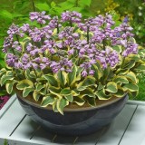 Crin de Toamna - Hosta Twilight, planta perena decorativa frunze galben-verzui