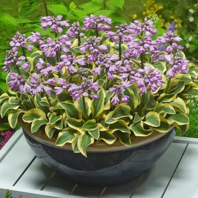 Crin de Toamna - Hosta Twilight, planta perena decorativa frunze galben-verzui foto