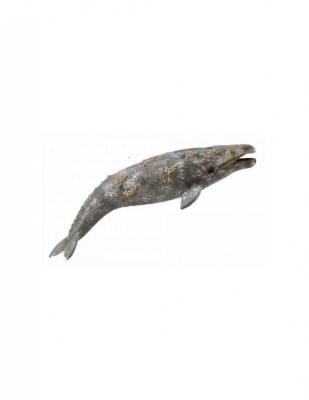 Balena Gri - Collecta foto