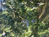 V&acirc;nd prune pentru țuică sau consum