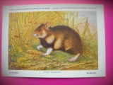 HOPCT 6247 HAMSTER-CRICETUS CRICETUS -ROZATOARE -FAUNA EUROPA-CP CHROMO LITHO -MUZEUL REGAL STIINTE NATURALE BELGIA-NECIRCULATA, Printata