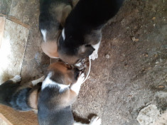 Ca?ei Beagle englez original de vanzare. Info 0756790929 foto