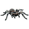 Tarantula White Knee