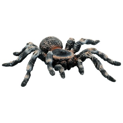Tarantula White Knee foto