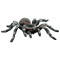 Tarantula White Knee