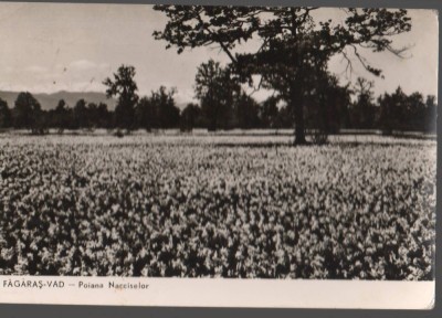 CPIB 21253 CARTE POSTALA - FAGARAS - VAD. POIANA NARCISELOR, RPR foto