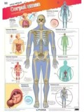 Corpul uman. Descopera! (planse educationale)/***