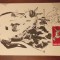Dalmatian Maxima Timisoara 1988