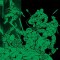 Teenage Mutant Ninja Turtles Compendium, Vol. 2