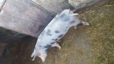 vand purcel rasa de carne in jur de 50kg foto