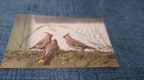 CARTE POSTALA FELICITARE NECIRCULATA
