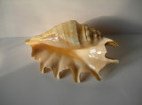 SCOICA OCEANICA