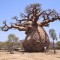 BAOBAB - ADANSONIA DIGITATA - 3 seminte mari pentru semanat