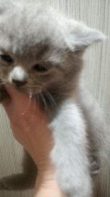 pui scotish fold foto