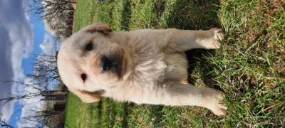 Pui Labrador Retriever foto