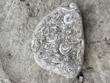 Rocă Fosilifera