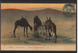 CPIB 16722 CARTE POSTALA - ALGERIA. IN DESERT, CAMILE, 1908, Circulata, Printata