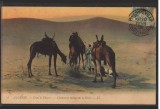 CPIB 16722 CARTE POSTALA - ALGERIA. IN DESERT, CAMILE, 1908, Circulata, Printata