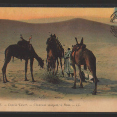 CPIB 16722 CARTE POSTALA - ALGERIA. IN DESERT, CAMILE, 1908