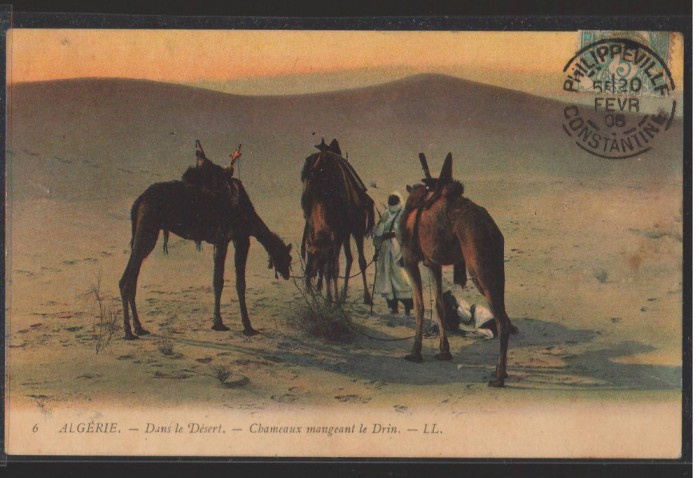 CPIB 16722 CARTE POSTALA - ALGERIA. IN DESERT, CAMILE, 1908