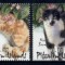 PITCAIRN 2002 FAUNA ANIMALE DOMESTICE PISICI