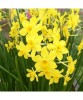 Narcise Mix - Pachet 50 bulbi *🌿 Soiuri Pitice și Multiflore 🌿*, Oem