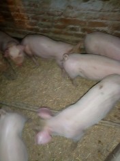 Porci ?i purcei de vanzare.Falcoiu judetul Olt foto